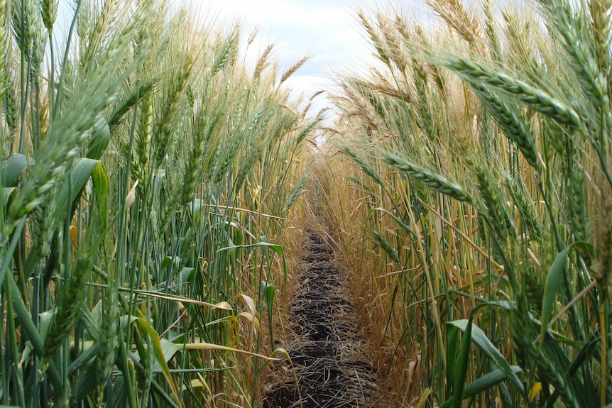 Looking down two rows of green wheat