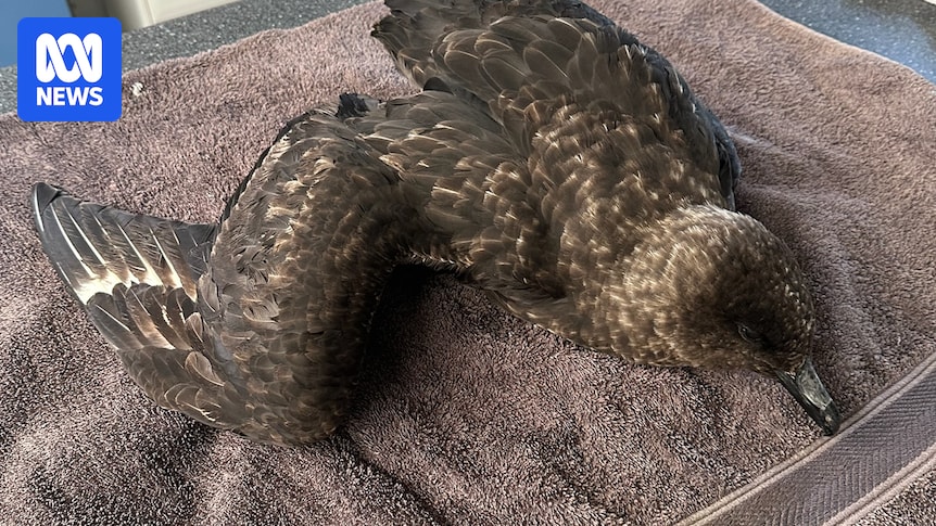 Bird flu in Australia could be catastrophic for nation's vulnerable species, experts warn