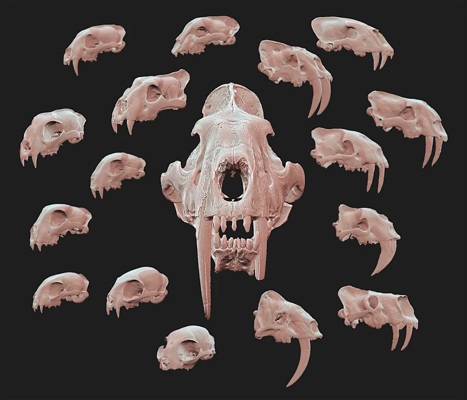 several 3D scans showing a saber-tooth cat skull. it is long with extended front teeth