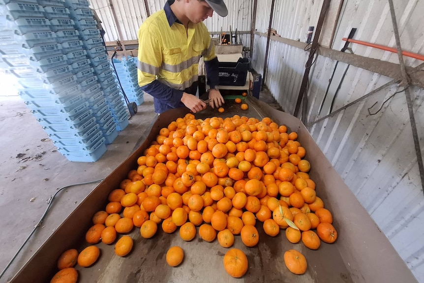 A person in yellow high-visibility shirt is sorting mandarins off a conveyorbelt in a shed.