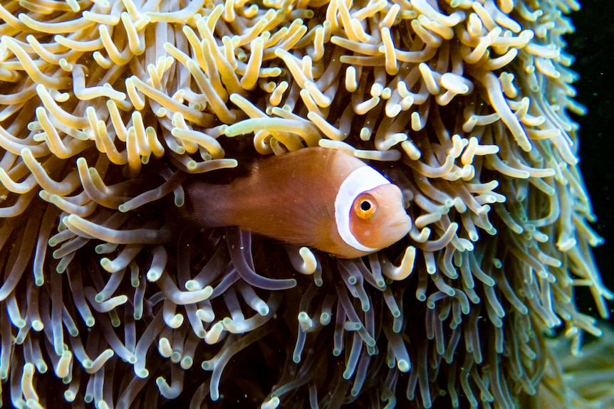 A small clown fish