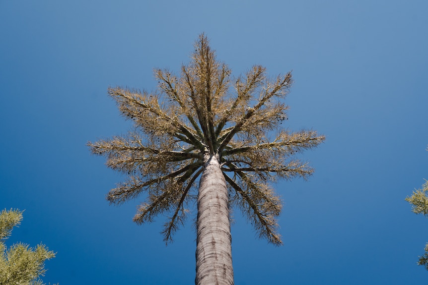Taken from underneath a flowering tree, thousands of individual tufts grow outward from the adjoining branches.