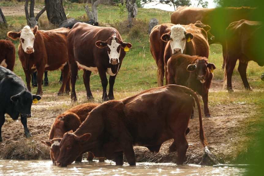 Cattle gather around a body of water and drink in country Australia