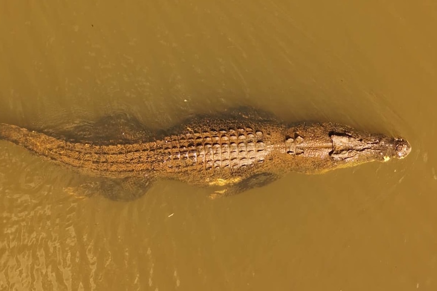 A large crocodile swimming through water.