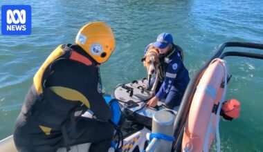 Dog rescued off island after being swept into ocean at Batemans Bay