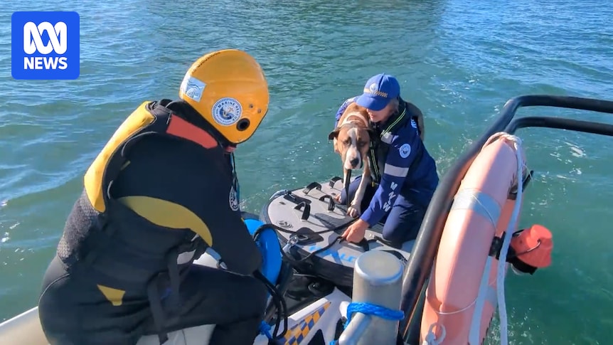 Dog rescued off island after being swept into ocean at Batemans Bay