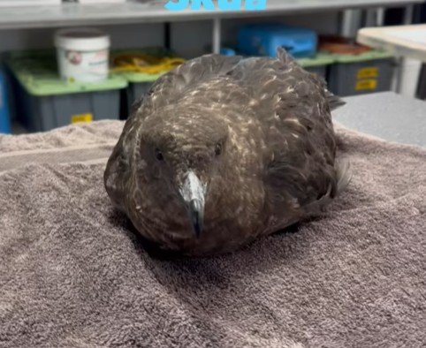 The sick brown skua was found in Esperance at the weekend.