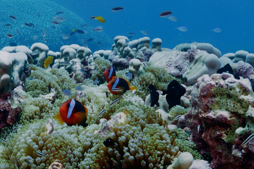 Colourful reef swimming around coral reef.