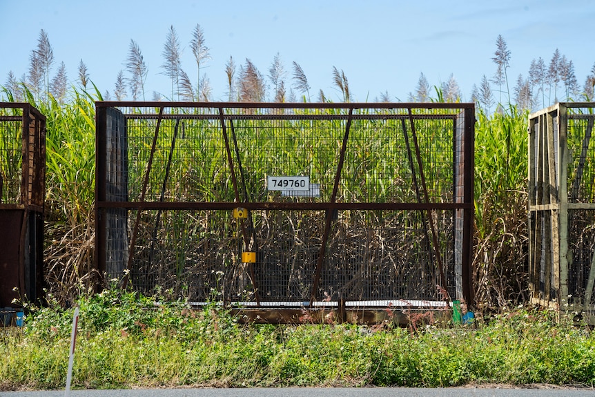 An empty cane bin in front of sugar cane.