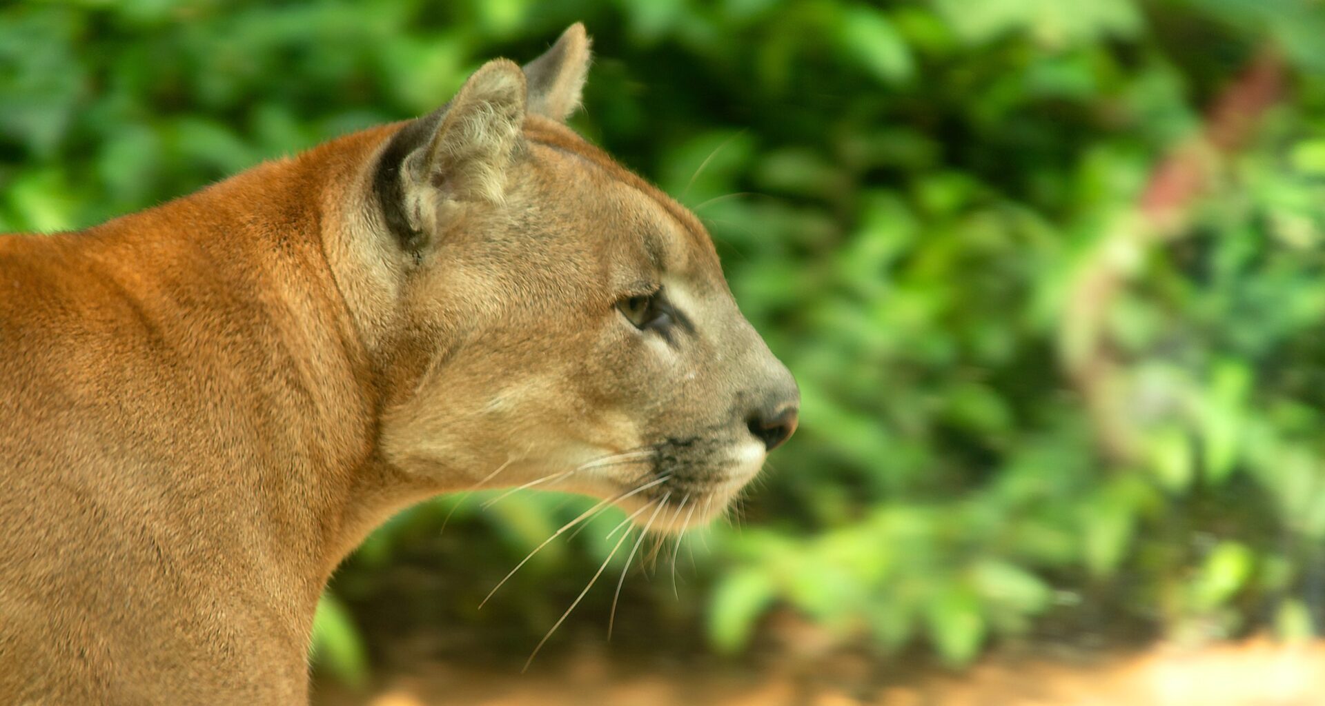 Cougar preys on livestock in Sooke as wildlife groups urge prevention over removal