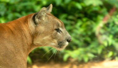 Cougar preys on livestock in Sooke as wildlife groups urge prevention over removal