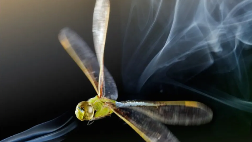 An American emperor dragonfly accelerates streaks of smoke down when
