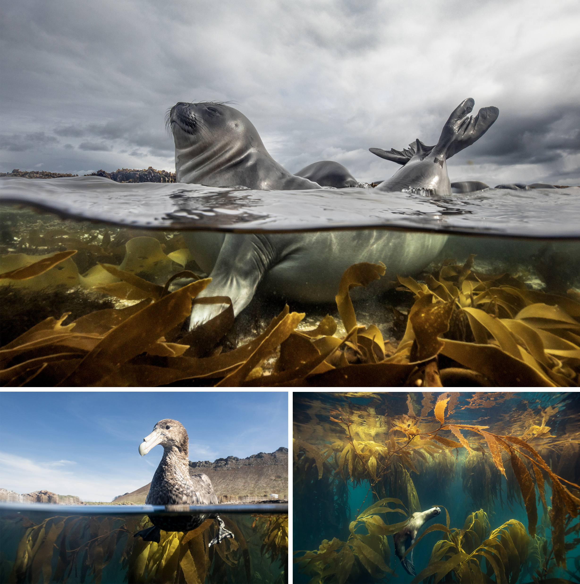 Animal Category, Australasia's Top Emerging Photographers 2026.