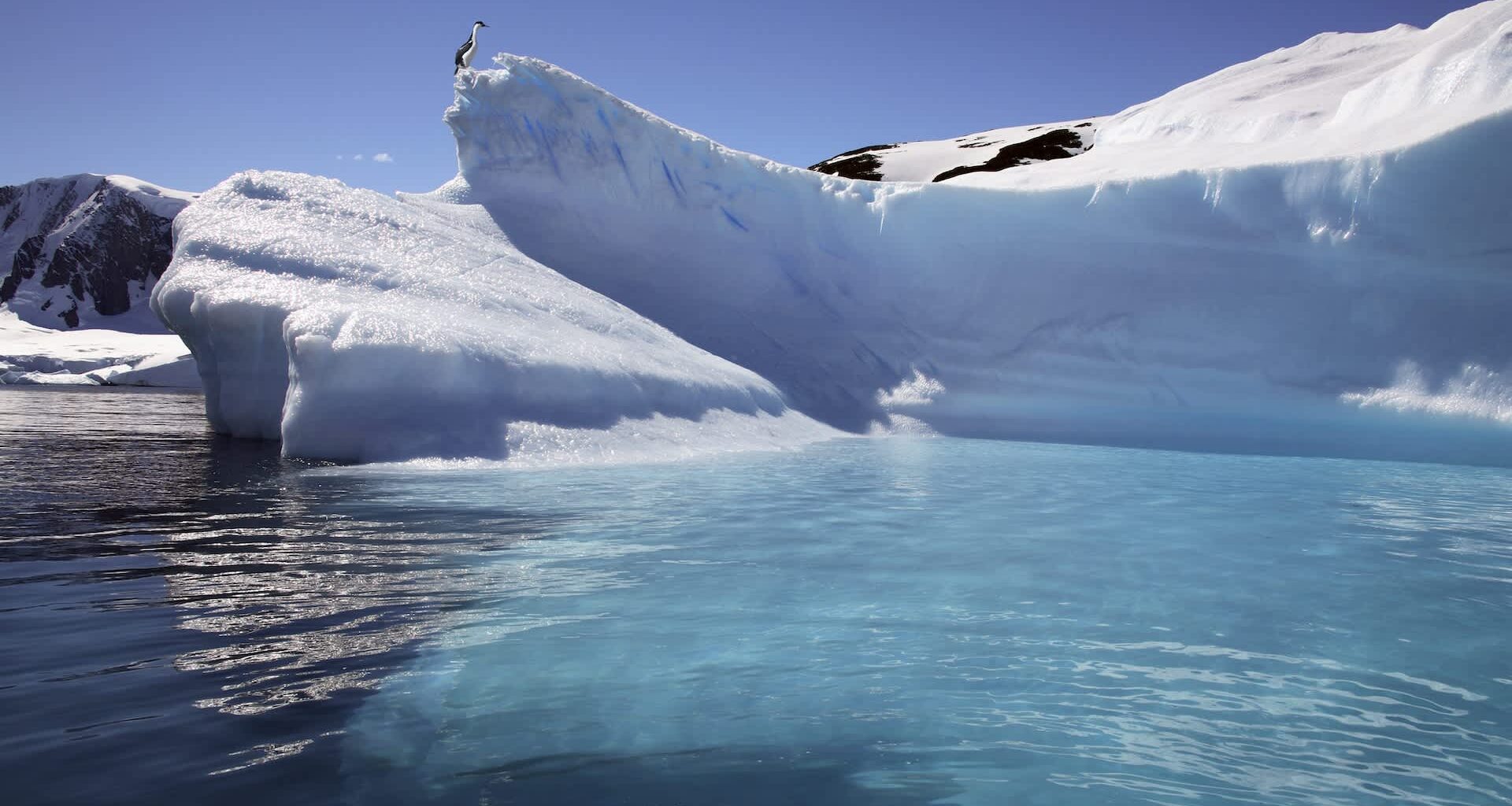 A solitary bird stands on a snow-covered iceberg against a backdrop of blue water and clear skies.