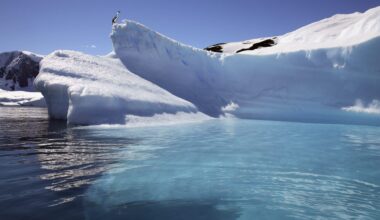 A solitary bird stands on a snow-covered iceberg against a backdrop of blue water and clear skies.