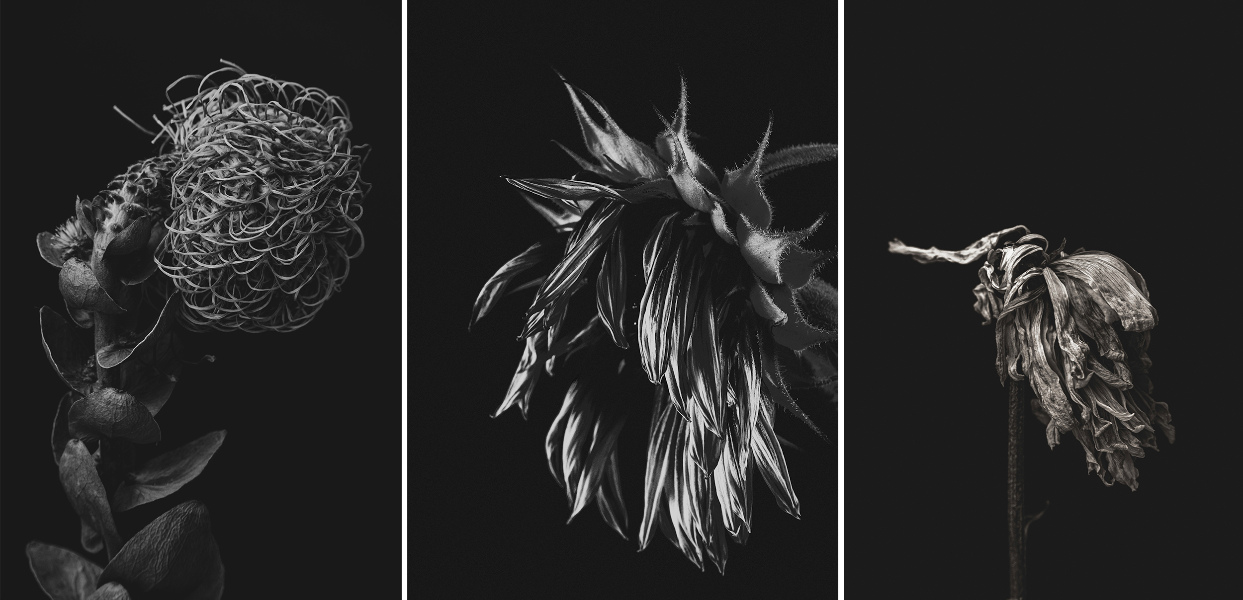 Art Category, Australasia's Top Emerging Photographers 2026.