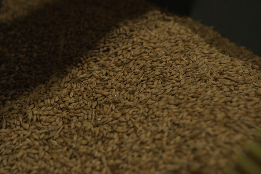 Barley closeup