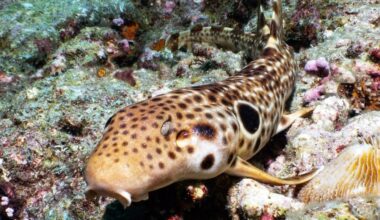 New species of walking sharks discovered in PNG