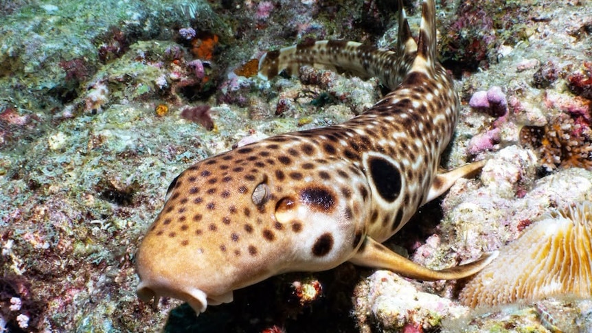 New species of walking sharks discovered in PNG