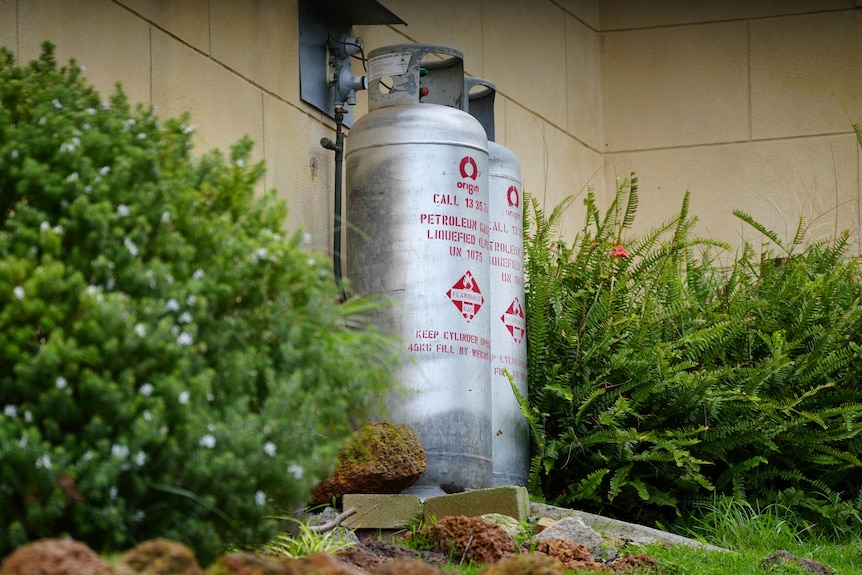Two gas bottles outside a building surrounded by shrubs and ferns.