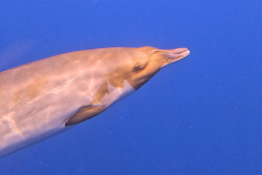 A red and whitish skin whale with a dolphin-like beak reflected in the surface above its head of the blue ocean.