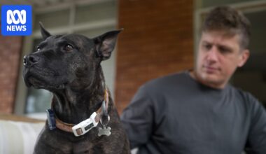 AI designs cancer vaccine for dog but scientists says red tape a barrier for human care