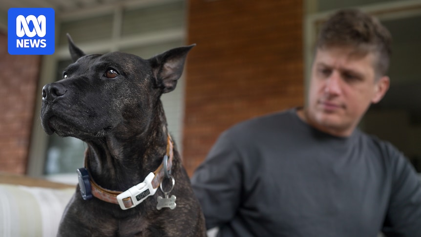 AI designs cancer vaccine for dog but scientists says red tape a barrier for human care