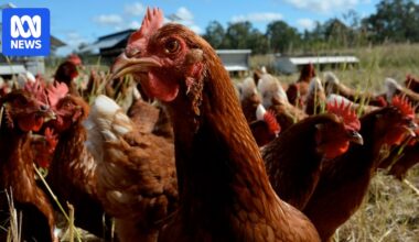 Victoria's Doreen Egg farm admits to misleading free-range labelling