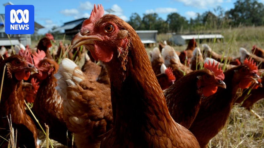 Victoria's Doreen Egg farm admits to misleading free-range labelling