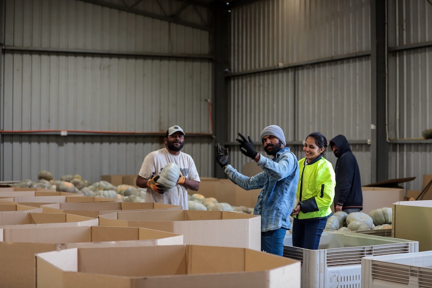 Four people standing around large cardboard packing containers in a warehouse shed. One is holding a pumpkin.