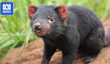 Search for missing Tasmanian devil at popular Gold Coast wildlife park
