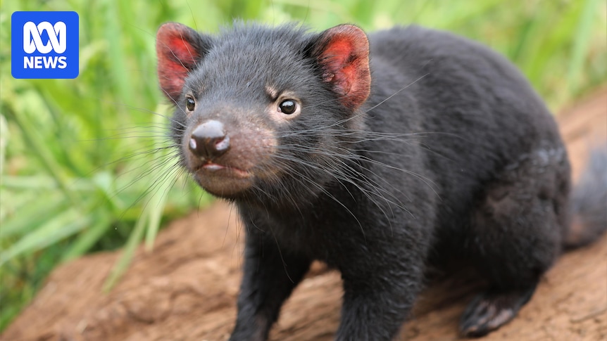 Search for missing Tasmanian devil at popular Gold Coast wildlife park
