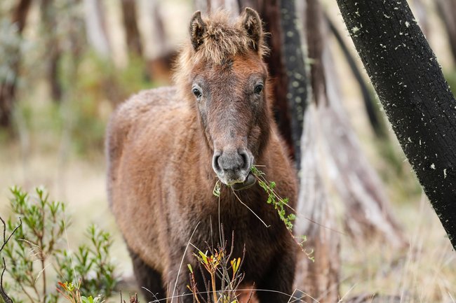 Foals and young horses are expected to be culled.