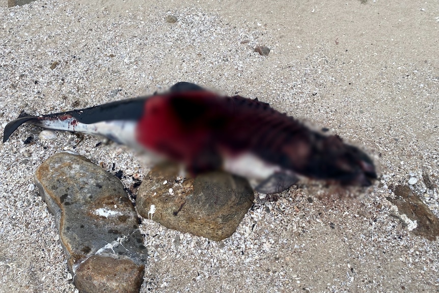 dead porpoise blurred