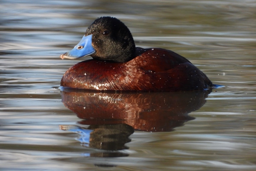 Brown duck with bright blue bill, on water.