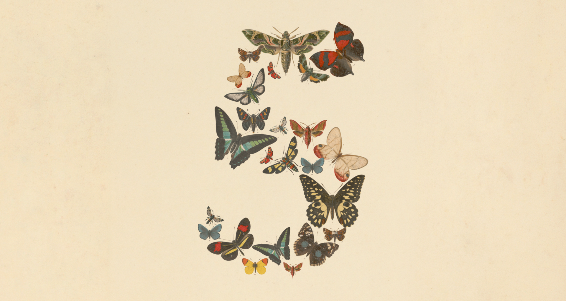 The number five composed of several butterflies