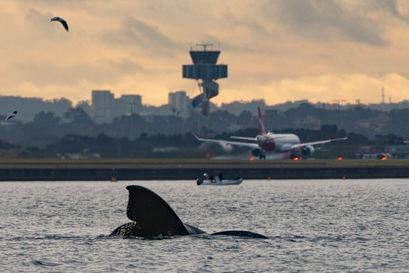 A rare southern right whale and its calf have visited Port Botany and Bondi in the midst of the annual whale migration.