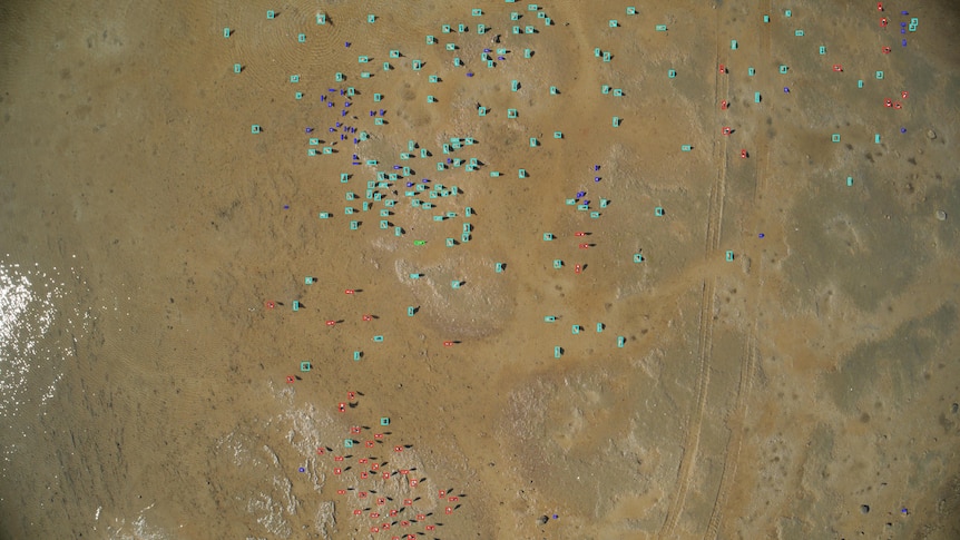 AI rapidly identifies birds in the picture.