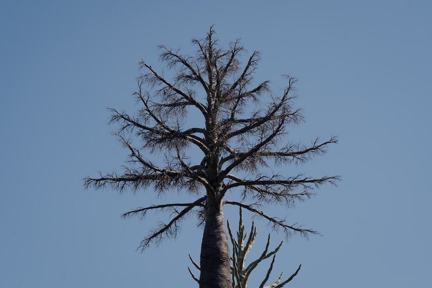 A browning tree, with thin tufts branching outward.