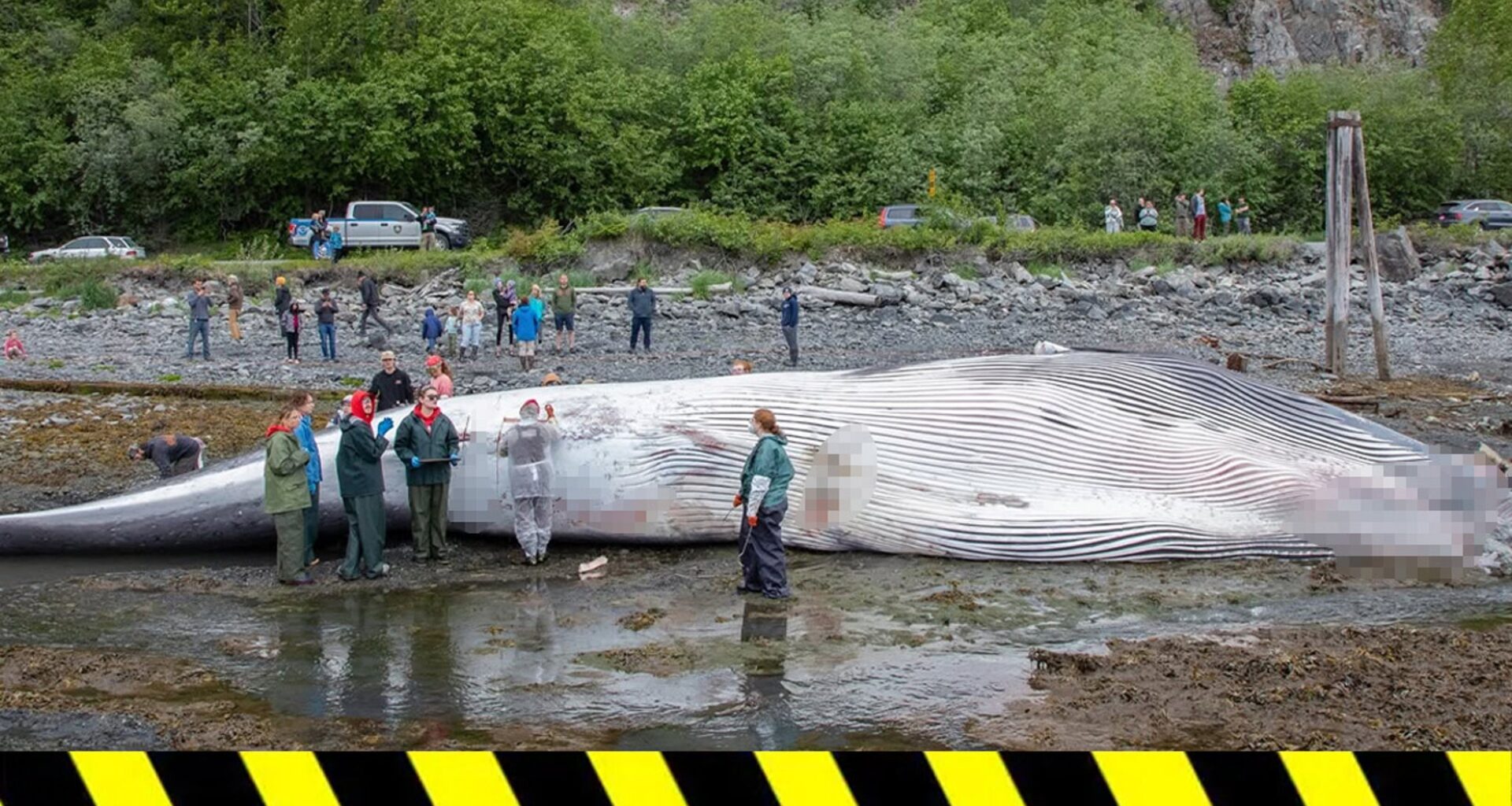 Dead Endangered Whale Found on Bow of Cruise Ship Arriving in Alaska
