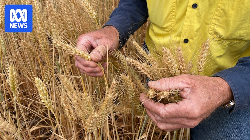 ABARES report predicts broadacre farm profits will drop by 70 per cent