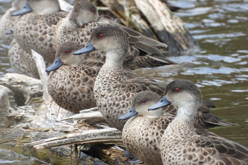 Several light-coloured ducks with darker flecks, especially on their backs and heads.