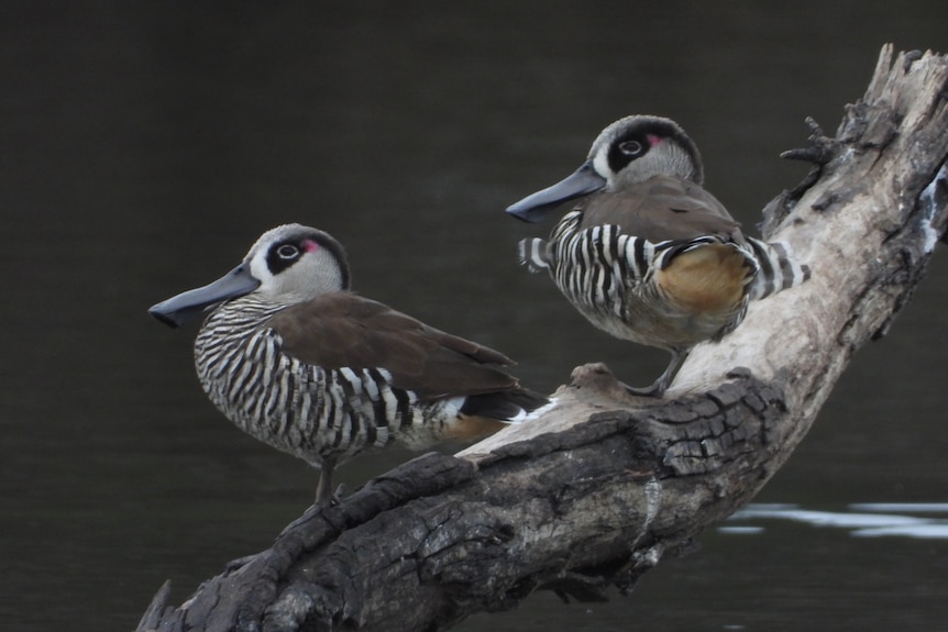 Two grey ducks with black and white striped breasts on a tree branch.