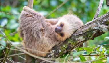 Sloth Asks Woman to Hold Her, and the Entire Internet is Jealous