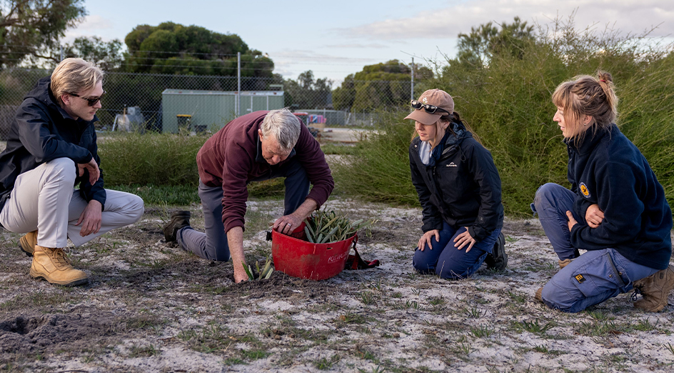 Planting Banksia seedlings