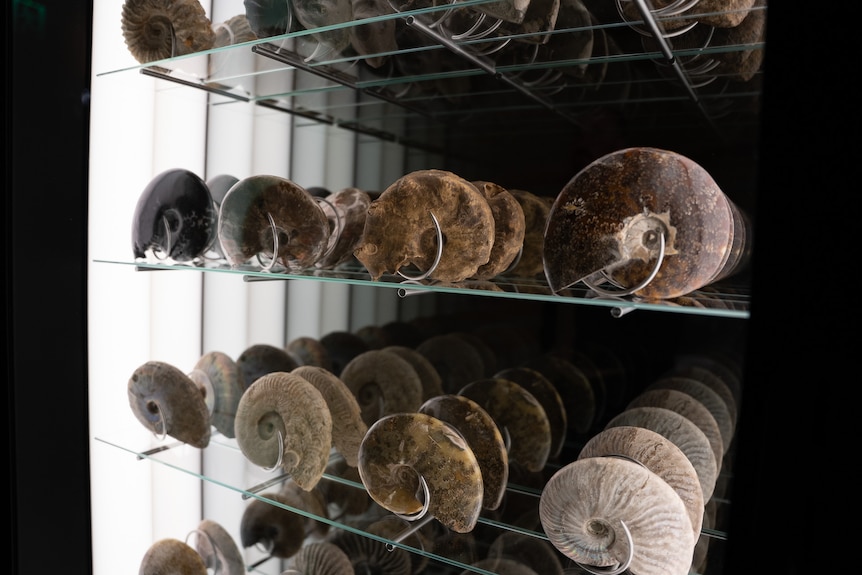 Ammonite fossils sitting in a vending machine.