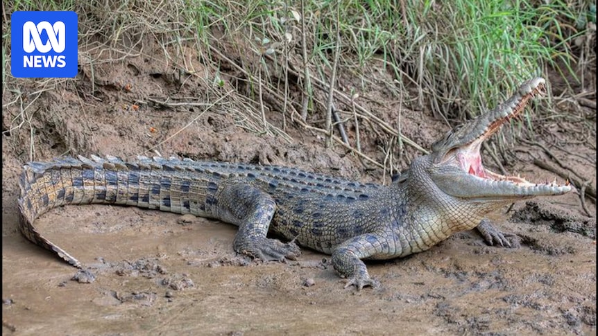 Mystery of saltwater crocodile dumped on side of Adelaide road continues