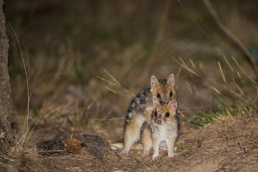 Two small yellow animals with black dots look at the camera, one leaning on top of the other.