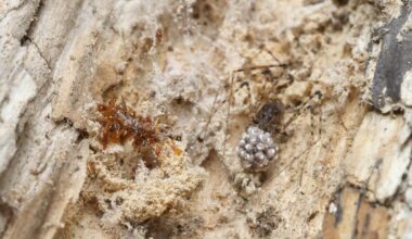 After taking the bark of this rotting log, the scientists found a cobweb with a non-native spider and its eggsac, right next to a bone collector larva. The cobweb is covered in frass (excrement) from insects like beetles and termites that are eating the wood.