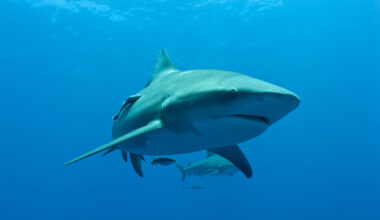 Female bull sharks may reunite with the same partners year after year